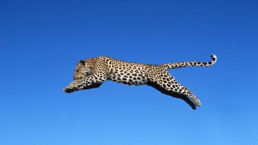 leopards attack in palakkad Sholayur jrj leopards attack in palakkad Sholayur jrj