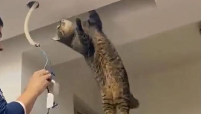 Cat Assists An Electrician,Internet In Splits Cat Assists An Electrician,Internet In Splits