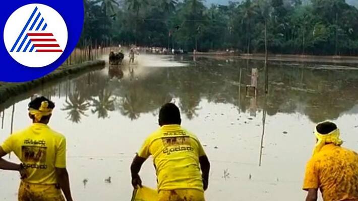 kantara kambala buffalo race held with grand event in udupi gvd kantara kambala buffalo race held with grand event in udupi gvd
