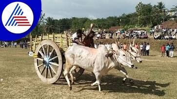 25 Year Old Young Man Dies in Bullock Cart Competition in Chikkamagaluru grg 25 Year Old Young Man Dies in Bullock Cart Competition in Chikkamagaluru grg