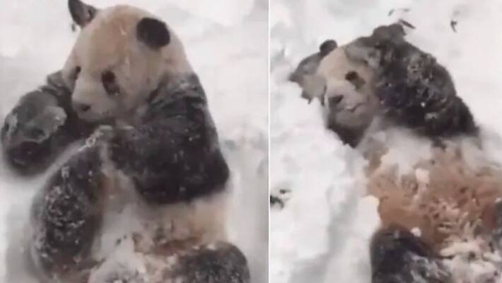 panda playing in the snow will instantly make you smile panda playing in the snow will instantly make you smile