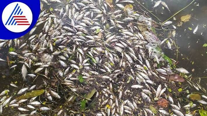 Killed Millions of Fish due to Poison the Lake in Tumakuru grg Killed Millions of Fish due to Poison the Lake in Tumakuru grg