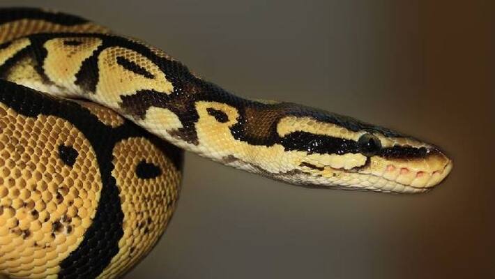 grandpa saved grandson from python grandpa saved grandson from python