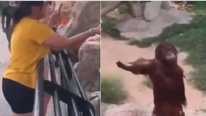 Orangutan demands food from visitor Orangutan demands food from visitor