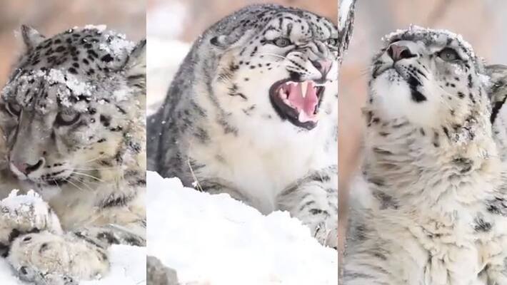 snow leopard rare moment captured by wildlife photographer, video goes viral akb snow leopard rare moment captured by wildlife photographer, video goes viral akb