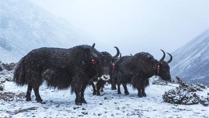 FSSAI Declares Yak As Food Animal FSSAI Declares Yak As Food Animal