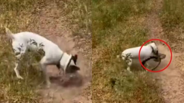 Dog Kills Snake Found in Owners Farm Equipment Dog Kills Snake Found in Owners Farm Equipment