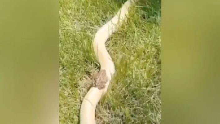 Video Of A Little Frog Slithering Down A Snakes Back Video Of A Little Frog Slithering Down A Snakes Back