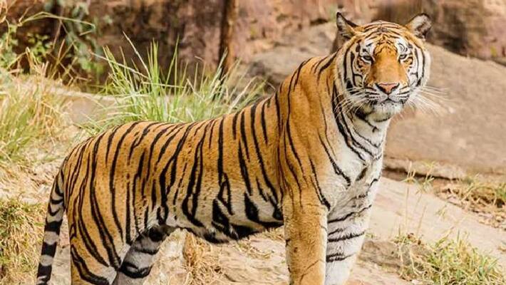 tourists stop jeep to see tiger then this is happened tourists stop jeep to see tiger then this is happened