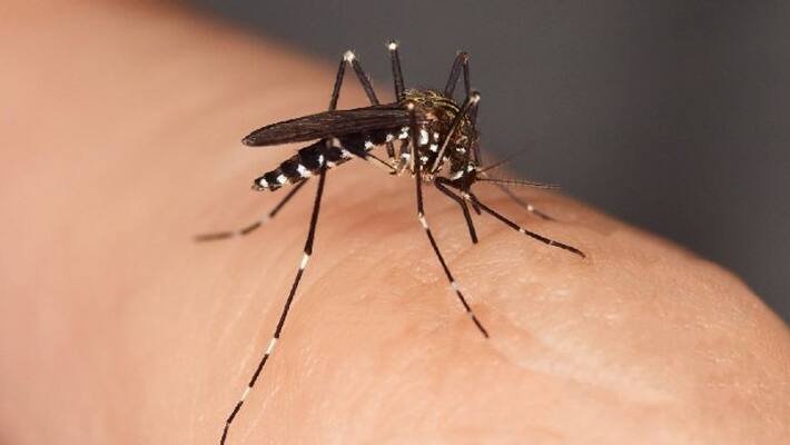 man fell in coma and had 30 surgeries after asian tiger mosquito bite man fell in coma and had 30 surgeries after asian tiger mosquito bite