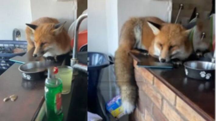 Fox in the house in viral video Fox in the house in viral video