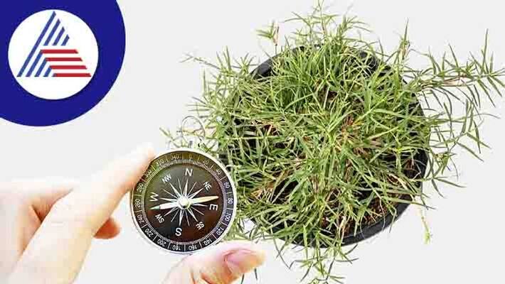 Keep these rules of Vastu in mind while planting Durva grass plant in the house skr Keep these rules of Vastu in mind while planting Durva grass plant in the house skr