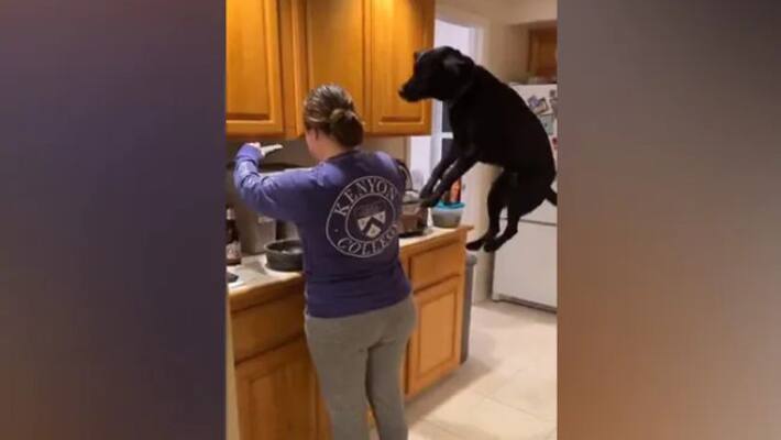 Dog Jumps In Excitement After Seeing Its Meal Dog Jumps In Excitement After Seeing Its Meal