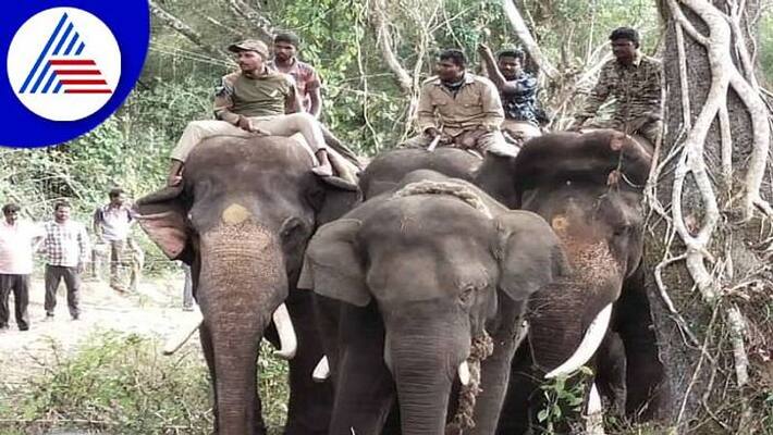 Elephant Capture in Chikkamagaluru Forest grg Elephant Capture in Chikkamagaluru Forest grg