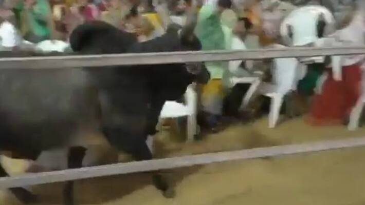 Bull enters Gujarat election rally; Rajasthan CM Ashok Gehlot says it BJP's Conspiracy Bull enters Gujarat election rally; Rajasthan CM Ashok Gehlot says it BJP's Conspiracy