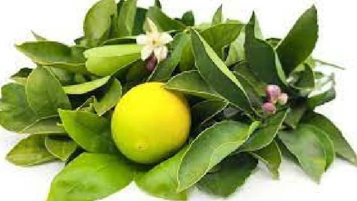 not only lemon lemon leaves also has many medicinal values not only lemon lemon leaves also has many medicinal values
