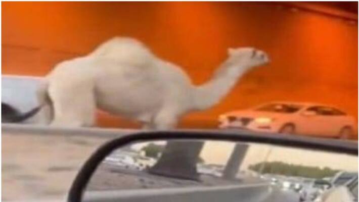 camel runs on busy road in riyadh camel runs on busy road in riyadh