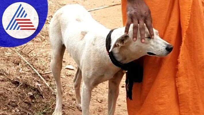 A street dog went to visit Sabarimala Ayyappa with Guruswami karwar rav A street dog went to visit Sabarimala Ayyappa with Guruswami karwar rav