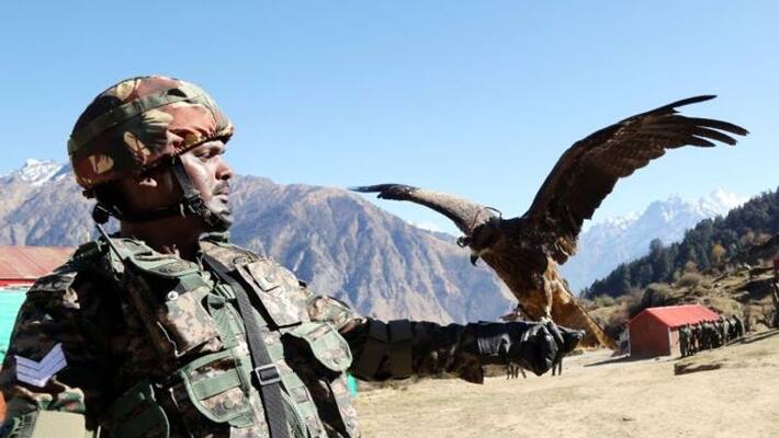 Army training black kites and dogs with mounted surveillance cameras and GPS; they have a special task