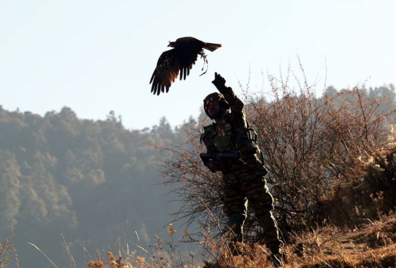 Army training black kites and dogs with mounted surveillance cameras and GPS; they have a special task