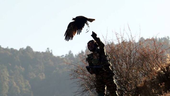 Army training black kites and dogs with mounted surveillance cameras and GPS; they have a special task Army training black kites and dogs with mounted surveillance cameras and GPS; they have a special task