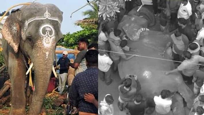 Manakula Vinayagar Temple lakshmi fainted and died.. Devotees shocked Manakula Vinayagar Temple lakshmi fainted and died.. Devotees shocked