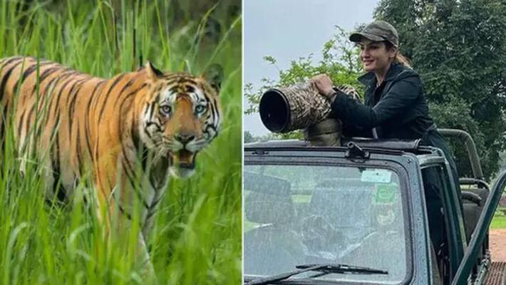 Raveena Tandons video of tiger at Satpura Tiger Reserve lands her in trouble sgk Raveena Tandons video of tiger at Satpura Tiger Reserve lands her in trouble sgk