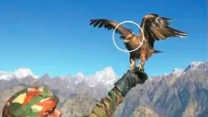 army training eagles & falcons to swoop down on hostile drones ash army training eagles & falcons to swoop down on hostile drones ash