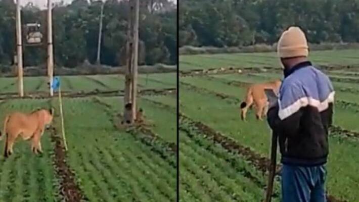 lion in field man standing near without fear lion in field man standing near without fear