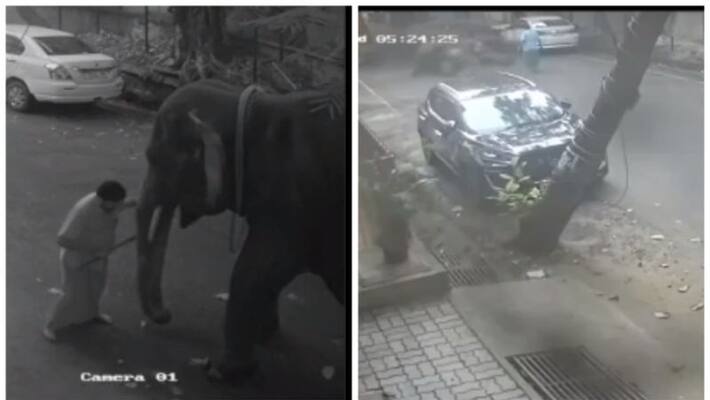 elephant collapses and died puduchery temple elephant collapses and died puduchery temple