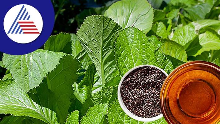 Here are the benefits Why you should Eat Mustered Leaves in Winter Here are the benefits Why you should Eat Mustered Leaves in Winter