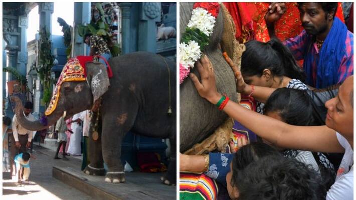 Puducherry Sri Manakula Vinayagar Temple Elephant Lakshmi Dies Puducherry Sri Manakula Vinayagar Temple Elephant Lakshmi Dies