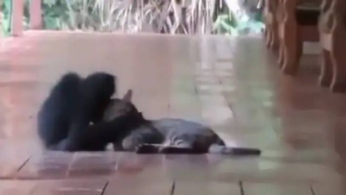 Monkey Hugs Its Best Friend Cat, Internet Says Friendship Goals Monkey Hugs Its Best Friend Cat, Internet Says Friendship Goals