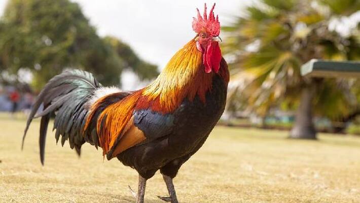 Rooster crowing at five doctor filed complaint against neighbor Rooster crowing at five doctor filed complaint against neighbor