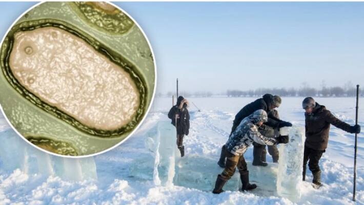 Zombie Virus Scientists Revive 48500 Year Old Zombie Virus Buried In Ice Zombie Virus Scientists Revive 48500 Year Old Zombie Virus Buried In Ice