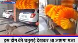 viral video of smart dog cleaning himself in a car wash PRA