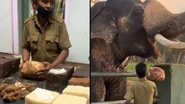How to prepare food to Pet Elephant, watch Theppakadu Elephant Camp video akb How to prepare food to Pet Elephant, watch Theppakadu Elephant Camp video akb
