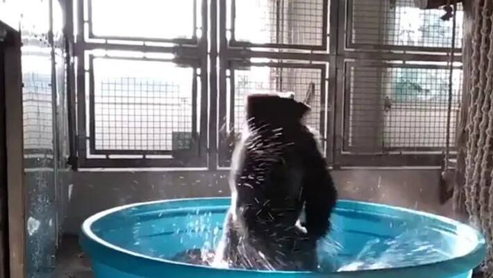 gorilla dancing in a tub goes viral in social media gorilla dancing in a tub goes viral in social media