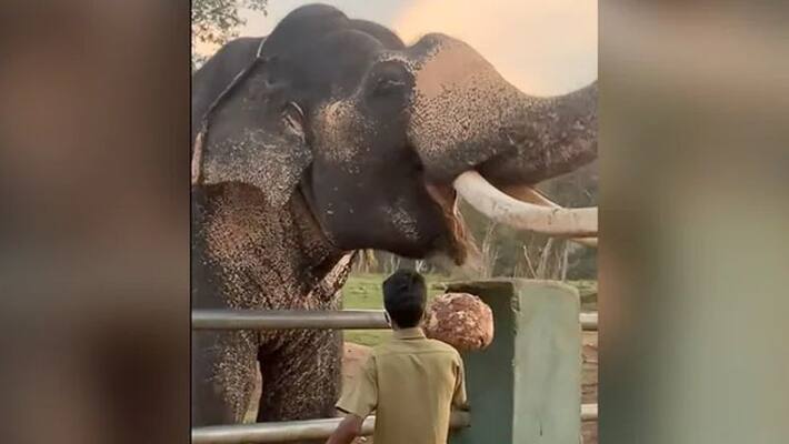 video showing how breakfast prepares for elephants in elephant camp video showing how breakfast prepares for elephants in elephant camp