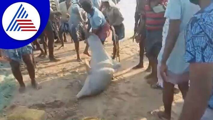 A dolphin caught in a fisher net Tamilnadu fishermen released it back to the sea akb A dolphin caught in a fisher net Tamilnadu fishermen released it back to the sea akb