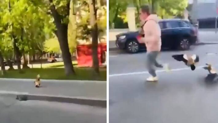 goose attacking a man the video goes viral goose attacking a man the video goes viral