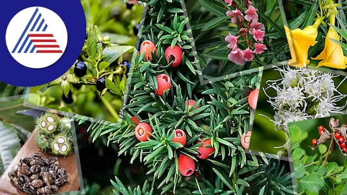 Poisonous Plants: Do Not Make The Mistake Of Keeping Them At Home Vin Poisonous Plants: Do Not Make The Mistake Of Keeping Them At Home Vin