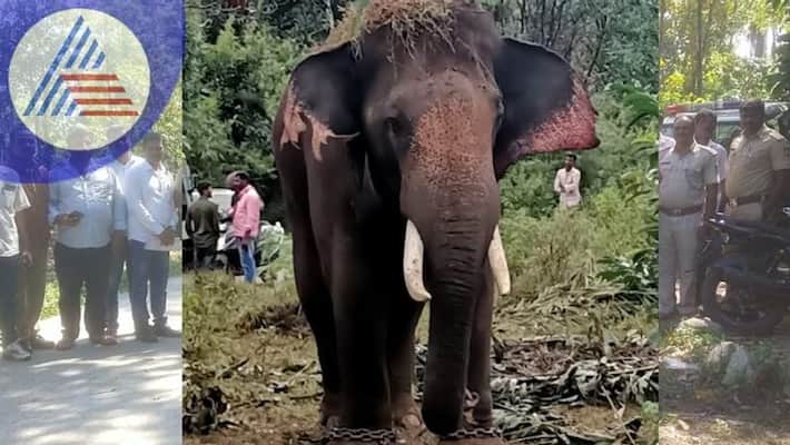 Over 3,930 lives lost in wild elephant attacks in last 8 years, Odisha tops list Over 3,930 lives lost in wild elephant attacks in last 8 years, Odisha tops list