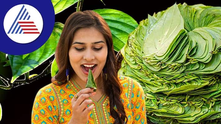 Health Benefits Of Eating Betel Leaves Empty Stomach Health Benefits Of Eating Betel Leaves Empty Stomach