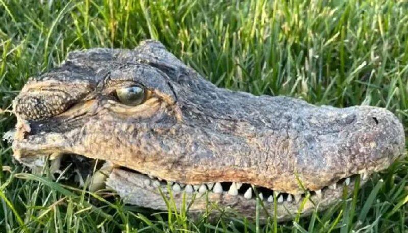 cat drags alligator head to home 