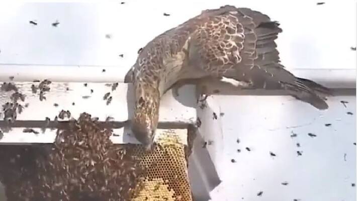 honey buzzard attacked honeybees nest watch viral video akb honey buzzard attacked honeybees nest watch viral video akb