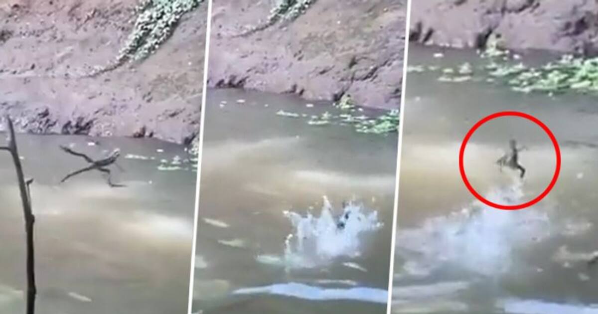 Watch Reptile effortlessly walking on water leaves netizens surprised