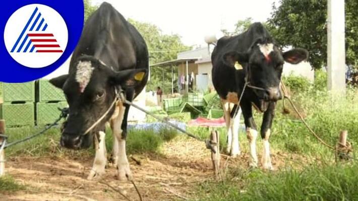 cow lumpy skin disease hits Dairy farming in Kolara gow cow lumpy skin disease hits Dairy farming in Kolara gow