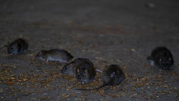 new york wanted rat killing expert salary above one crore new york wanted rat killing expert salary above one crore