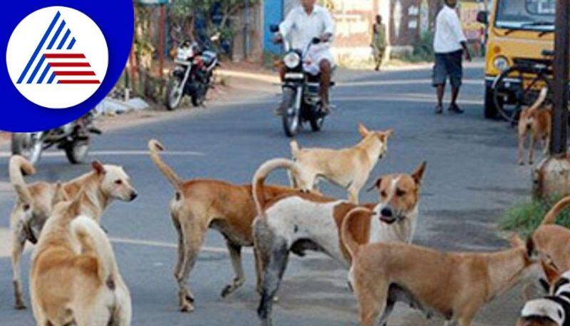 The police have warned that action will be taken if they stop feeding stray dogs KAK